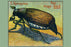 The May Bug Lhanneton 20x30 poster