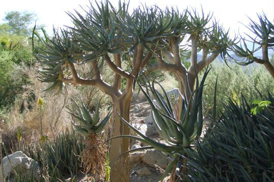 Desert Tree 20x30 poster