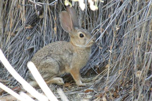 Desert Hare 20x30 poster