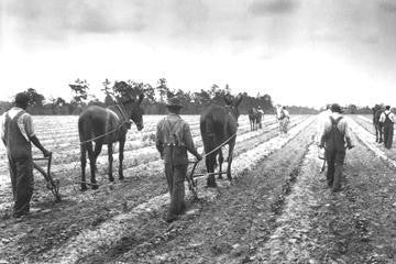 Cultivating Cotton Demonstration 20x30 poster