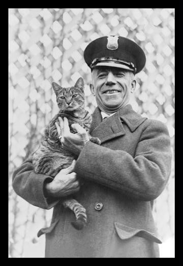 Tige the White House Cat - Safe and Sound 20x30 poster