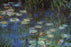 Water Lillies 20x30 poster