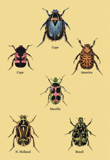 Beetles of Cape, America, Manilla, N. Holland and Brazil #2 20x30 poster