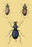 Beetles of Senegal, Britain and France #2 20x30 poster