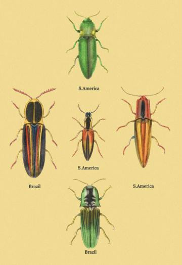 South American Beetles #2 20x30 poster