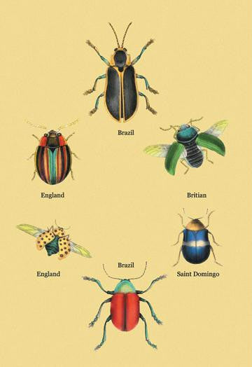 Beetles of Brazil, Britain, England and Saint Domingo #2 20x30 poster