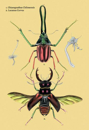 Beetles: Chiasognathus Chiloensis and Lucanus Cervus #2 20x30 poster