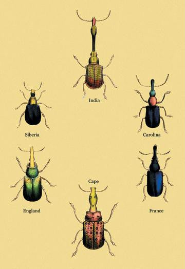 Beetles From Around the World #2 20x30 poster