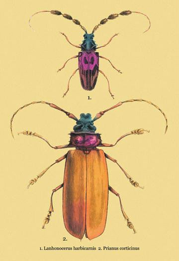 Beetles: Prianus Corticinus and Lanhonocerus Harbicarnis #2 20x30 poster