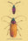 Beetles: Prianus Corticinus and Lanhonocerus Harbicarnis #2 20x30 poster