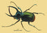 Beetle: Scarabaeus Atlas of Java #2 20x30 poster