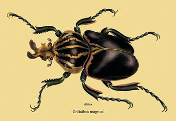 Beetle: African Goliathus Magnus #2 20x30 poster