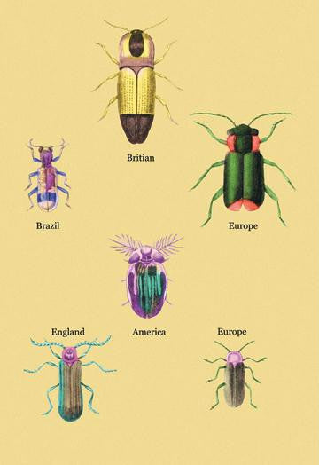 Beetles of America, Britain, Brazil, England and Europe #2 20x30 poster