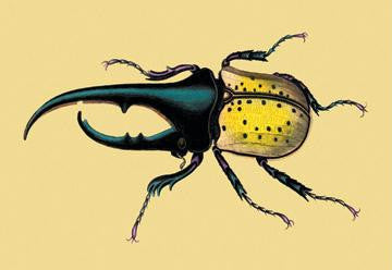 Horned Beetle #2 20x30 poster