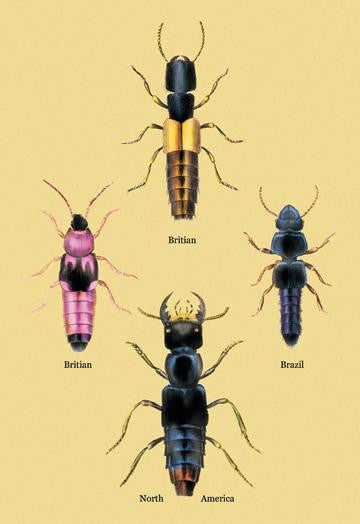 Beetles from Britain, Brazil, and North America #2 20x30 poster