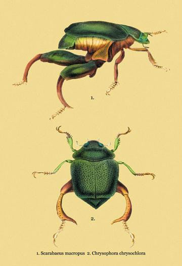 Beetles: Scarabaeus Macropus and Chrysophora Chrysochlora #2 20x30 poster