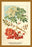 Flowers, Leaves, and Fruit Of The Mountian Ash. 20x30 poster