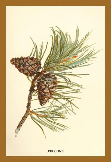 Fir Cone 20x30 poster