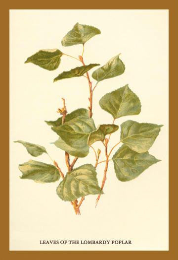 Leaves of The Lombardy Poplar 20x30 poster