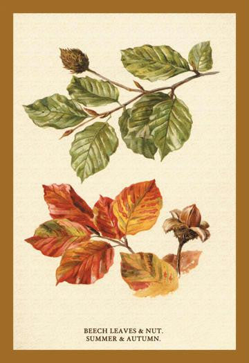 The Beech Leaves & Nut 20x30 poster