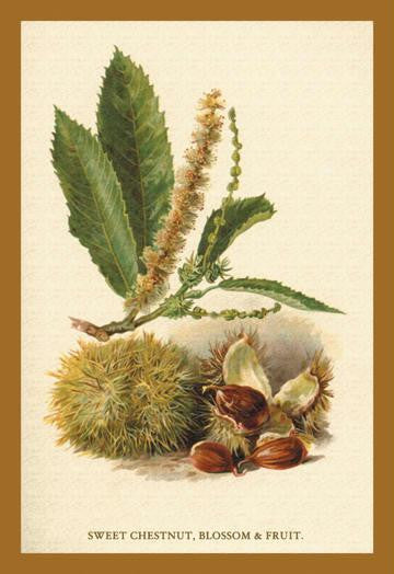 Sweet Chestnut, Blossom & Fruit 20x30 poster