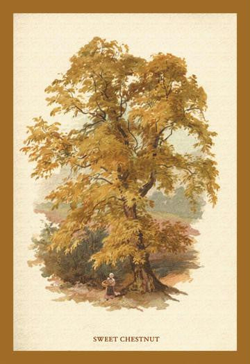 Sweet Chestnut 20x30 poster