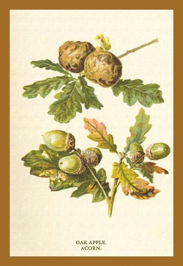 Oak Apple Acorn 20x30 poster