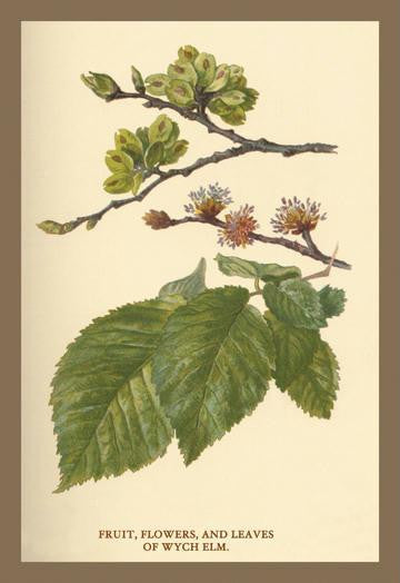 Fruit, Flower and Leaves from Wych Elm 20x30 poster