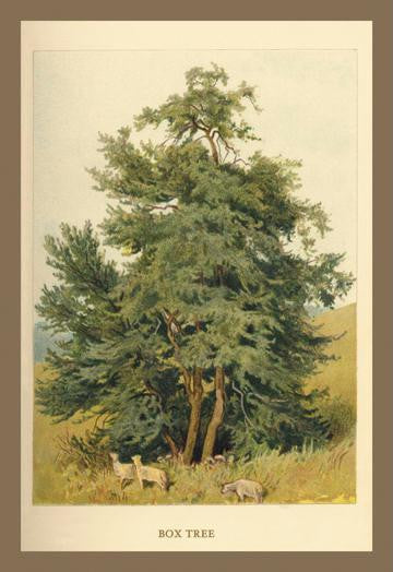 Box Tree 20x30 poster