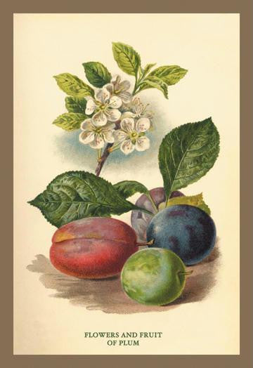 Flowers and Fruit of a Plum 20x30 poster