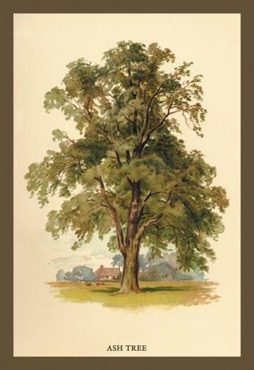 Ash Tree 20x30 poster