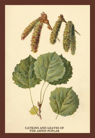 Catkins and Leaves of the Aspen Poplar 20x30 poster