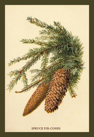 The Spruce Fir-Cones 20x30 poster