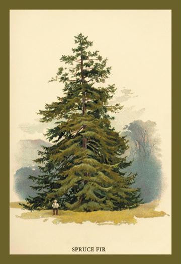 Spruce Fir Tree 20x30 poster