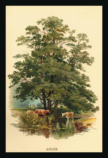 Alder Tree 20x30 poster