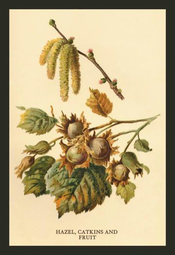 Hazel, Catkins and Fruit 20x30 poster