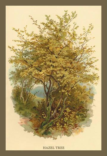 Hazel Tree 20x30 poster