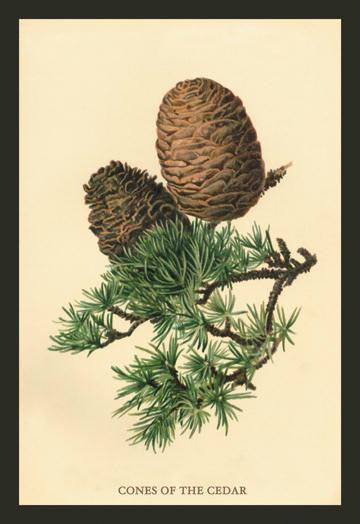 Cones of the Cedar 20x30 poster