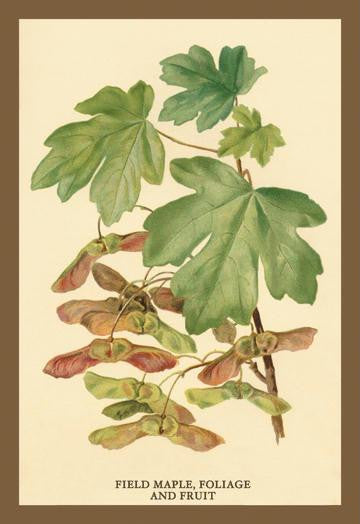 Field Maple, Foliage, and Fruit 20x30 poster