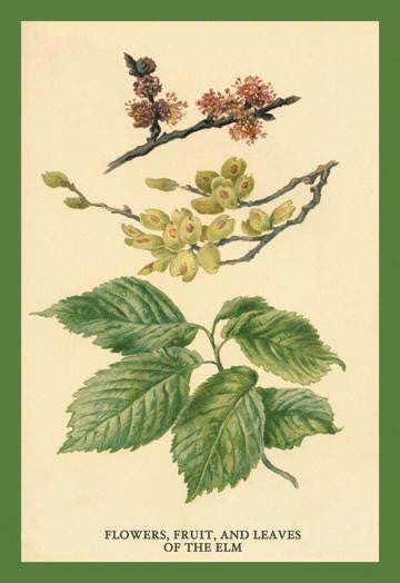 Flowers, Fruits and Leaves of the Elm 20x30 poster