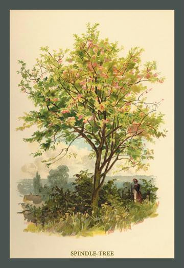 Spindle Tree 20x30 poster