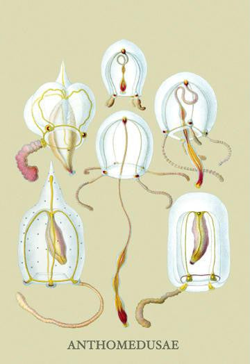 Jellyfish: Anthomedusae 20x30 poster