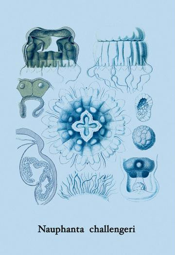 Jellyfish: Nauphanta Challengeri #2 20x30 poster