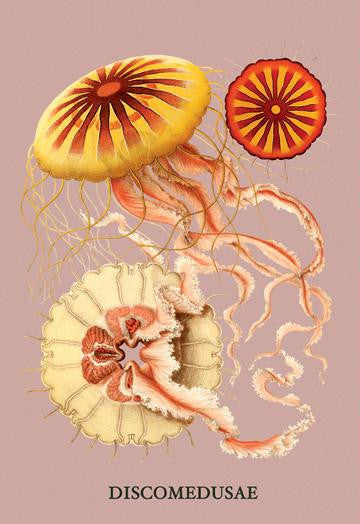 Jellyfish: Discomedusae #2 20x30 poster