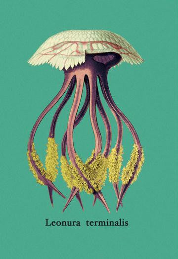 Jellyfish: Leonura Terminalis 20x30 poster