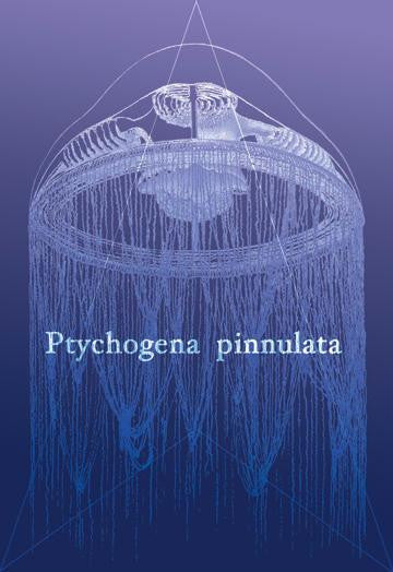 Jellyfish: Ptychogena Pinnulata 20x30 poster