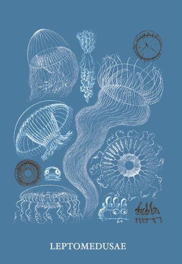 Jellyfish: Leptomedusae 20x30 poster