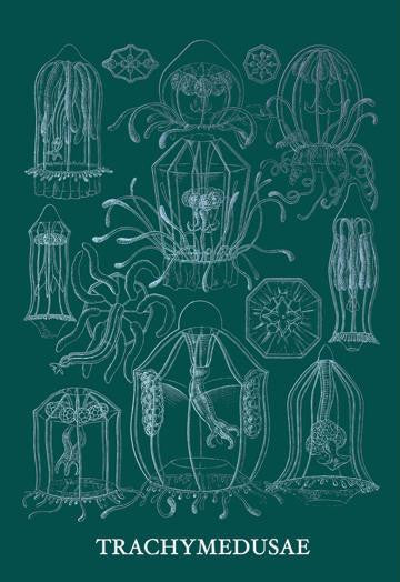 Jellyfish: Trachymedusae #3 20x30 poster