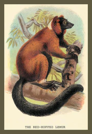 The Red-Ruffed Lemur 20x30 poster