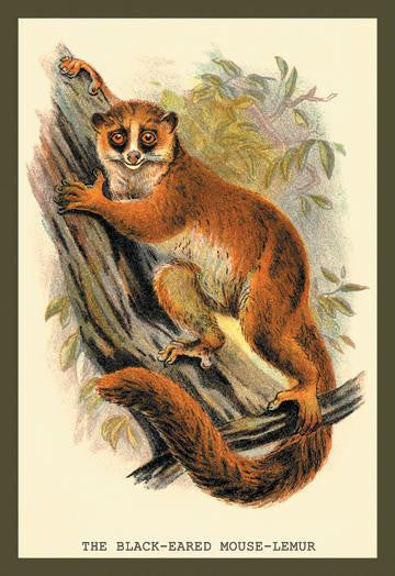 The Black-Eared Mouse Lemur 20x30 poster